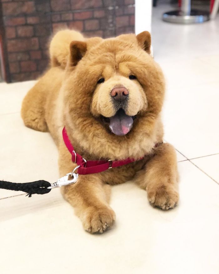 People Do Not Know How To Deal With The Dog "Teddy Bear" That Already Has 430 Thousand Followers