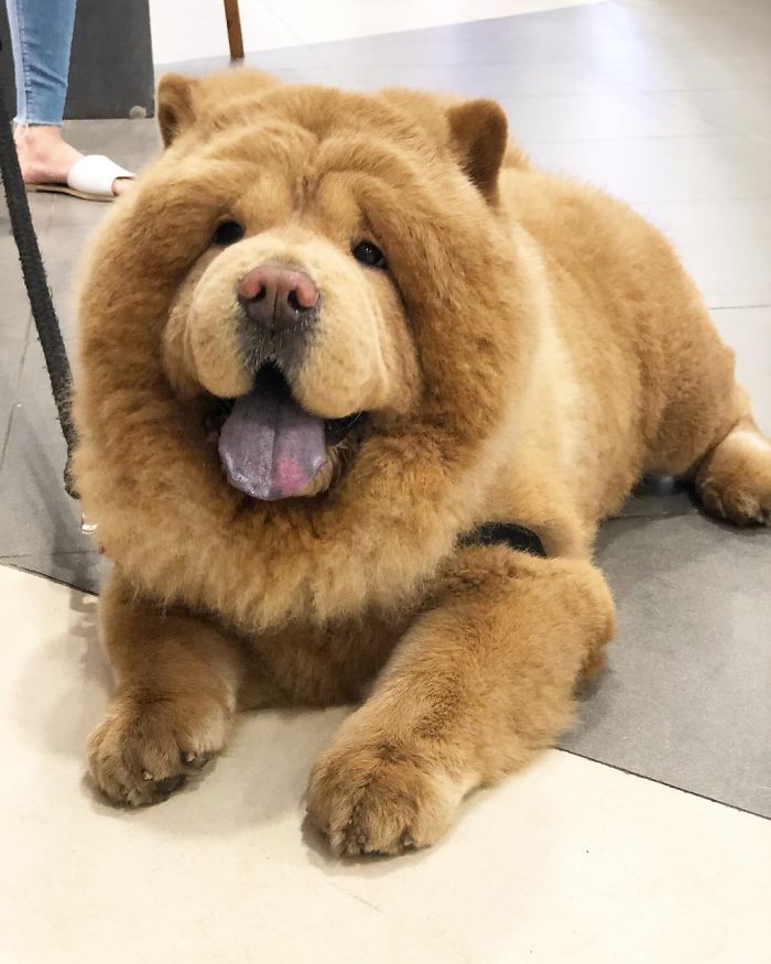 People Do Not Know How To Deal With The Dog "Teddy Bear" That Already Has 430 Thousand Followers