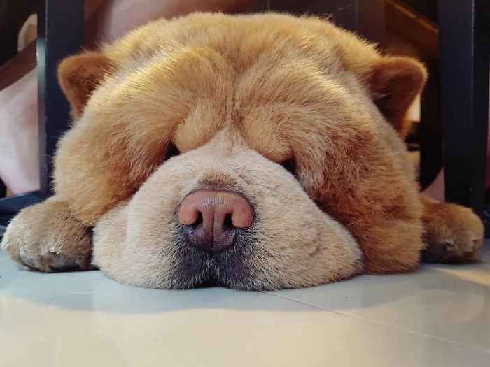 People Do Not Know How To Deal With The Dog "Teddy Bear" That Already Has 430 Thousand Followers