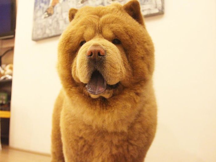 People Do Not Know How To Deal With The Dog "Teddy Bear" That Already Has 430 Thousand Followers