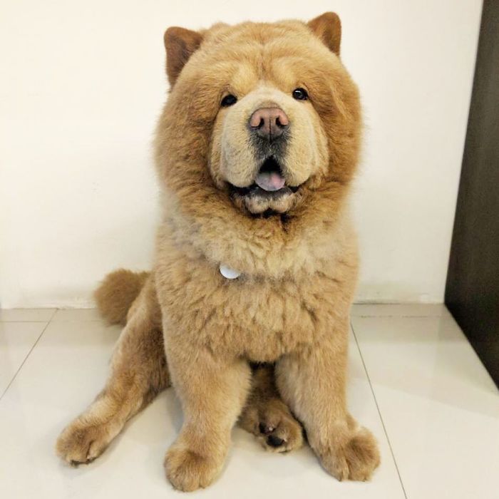 People Do Not Know How To Deal With The Dog "Teddy Bear" That Already Has 430 Thousand Followers
