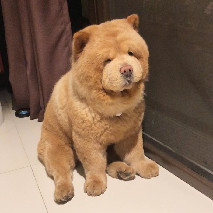 People Do Not Know How To Deal With The Dog "Teddy Bear" That Already Has 430 Thousand Followers