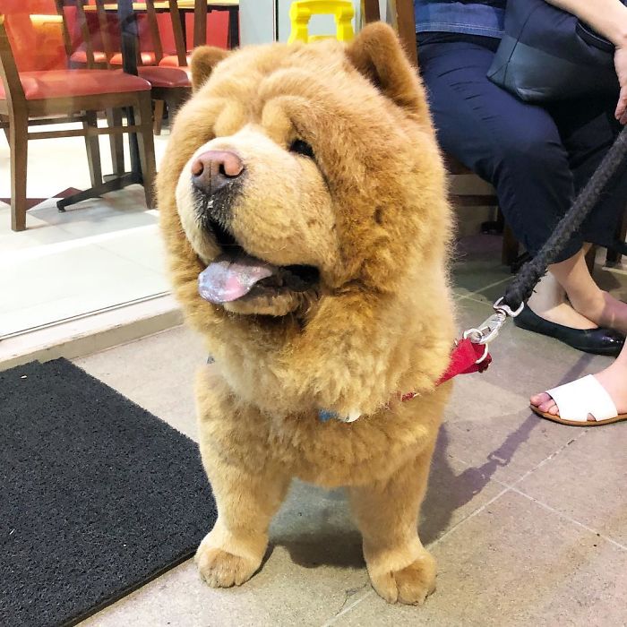 People Do Not Know How To Deal With The Dog "Teddy Bear" That Already Has 430 Thousand Followers