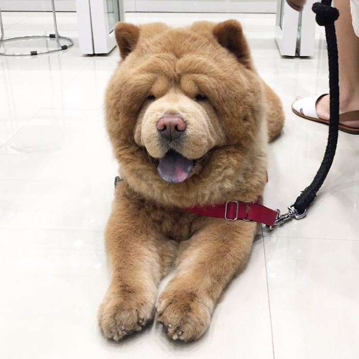 People Do Not Know How To Deal With The Dog "Teddy Bear" That Already Has 430 Thousand Followers