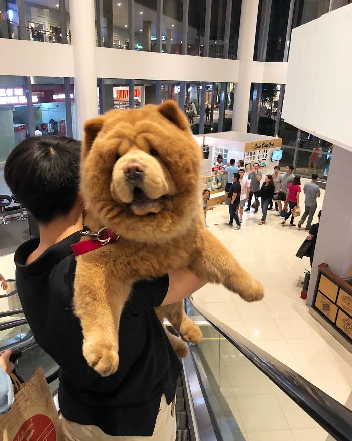 People Do Not Know How To Deal With The Dog "Teddy Bear" That Already Has 430 Thousand Followers