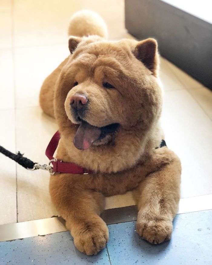 People Do Not Know How To Deal With The Dog "Teddy Bear" That Already Has 430 Thousand Followers