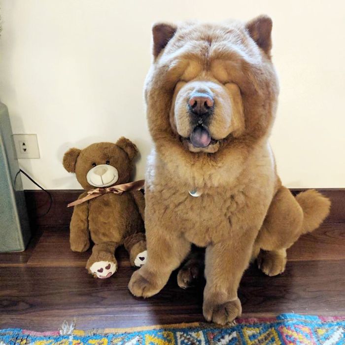 People Do Not Know How To Deal With The Dog "Teddy Bear" That Already Has 430 Thousand Followers
