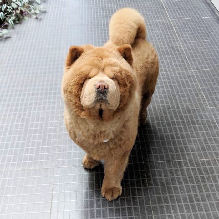 People Do Not Know How To Deal With The Dog "Teddy Bear" That Already Has 430 Thousand Followers