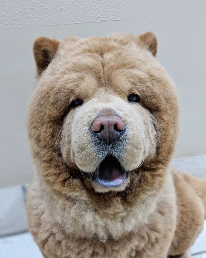 People Do Not Know How To Deal With The Dog "Teddy Bear" That Already Has 430 Thousand Followers