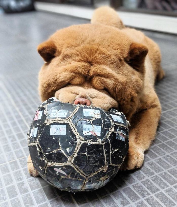 People Do Not Know How To Deal With The Dog "Teddy Bear" That Already Has 430 Thousand Followers