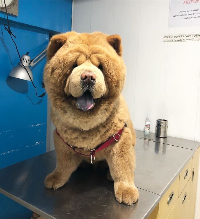 People Do Not Know How To Deal With The Dog "Teddy Bear" That Already Has 430 Thousand Followers