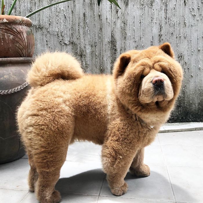 People Do Not Know How To Deal With The Dog "Teddy Bear" That Already Has 430 Thousand Followers
