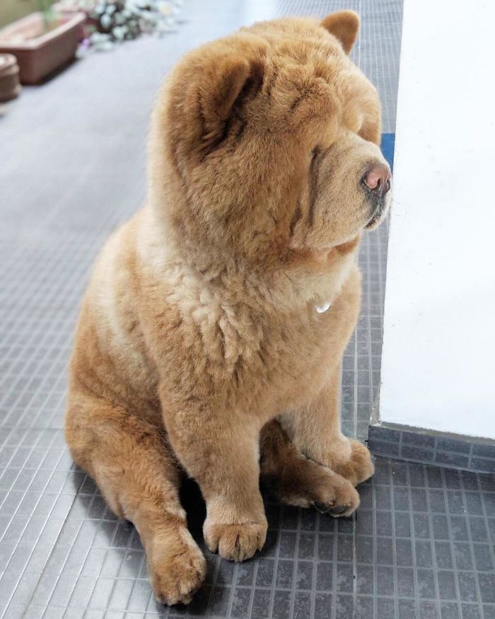 People Do Not Know How To Deal With The Dog "Teddy Bear" That Already Has 430 Thousand Followers