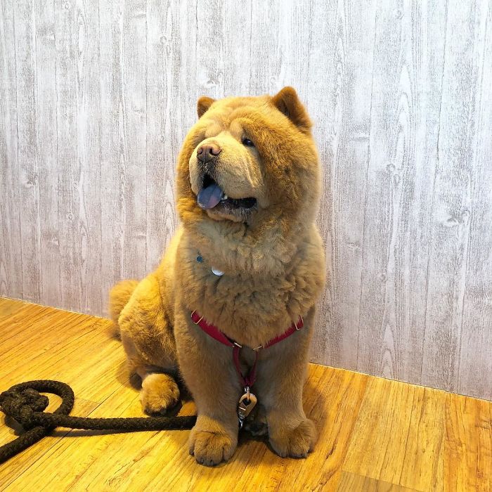 People Do Not Know How To Deal With The Dog "Teddy Bear" That Already Has 430 Thousand Followers