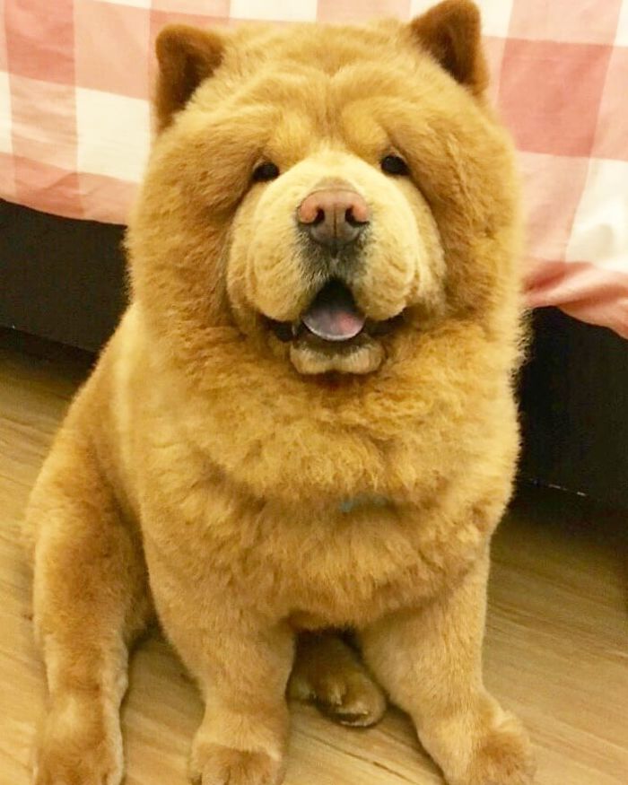 People Do Not Know How To Deal With The Dog "Teddy Bear" That Already Has 430 Thousand Followers