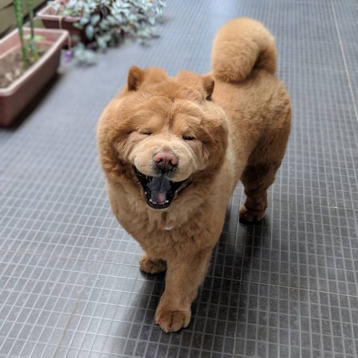 People Do Not Know How To Deal With The Dog "Teddy Bear" That Already Has 430 Thousand Followers