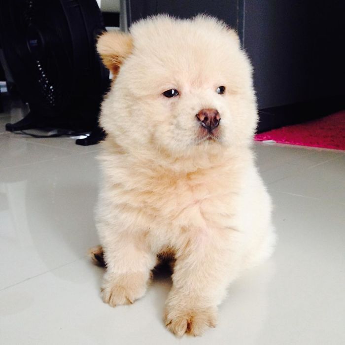 People Do Not Know How To Deal With The Dog "Teddy Bear" That Already Has 430 Thousand Followers