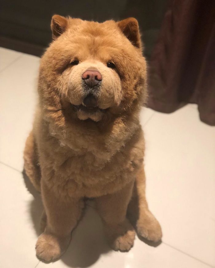 People Do Not Know How To Deal With The Dog "Teddy Bear" That Already Has 430 Thousand Followers