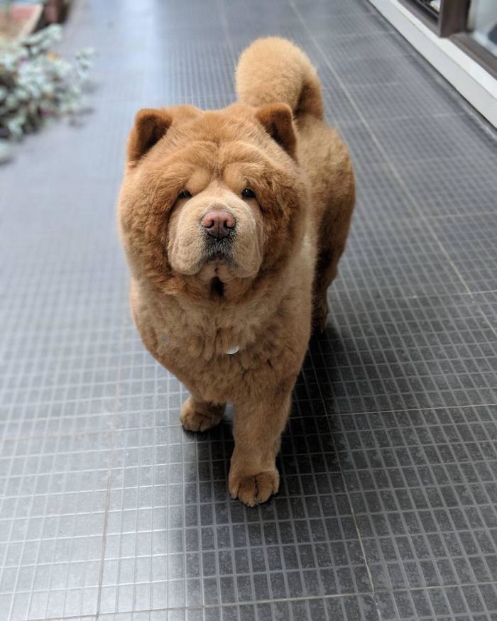 People Do Not Know How To Deal With The Dog "Teddy Bear" That Already Has 430 Thousand Followers