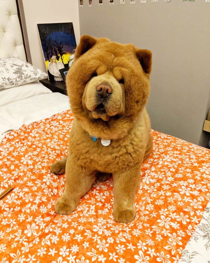 People Do Not Know How To Deal With The Dog "Teddy Bear" That Already Has 430 Thousand Followers