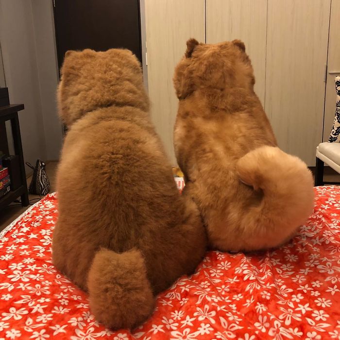 People Do Not Know How To Deal With The Dog "Teddy Bear" That Already Has 430 Thousand Followers