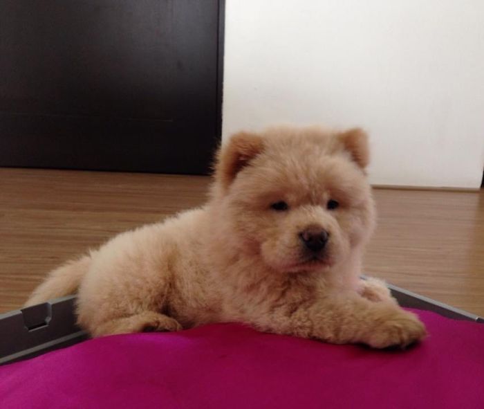 People Do Not Know How To Deal With The Dog "Teddy Bear" That Already Has 430 Thousand Followers