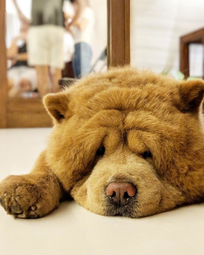 People Do Not Know How To Deal With The Dog "Teddy Bear" That Already Has 430 Thousand Followers