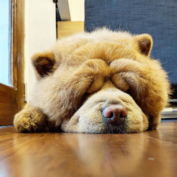 People Do Not Know How To Deal With The Dog "Teddy Bear" That Already Has 430 Thousand Followers