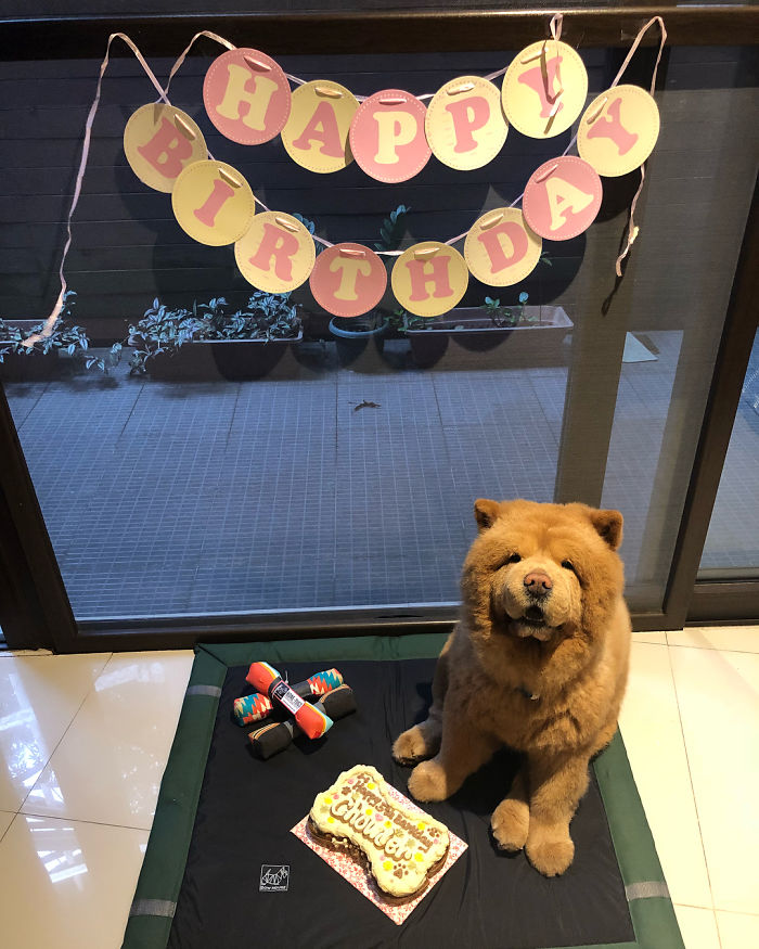 People Do Not Know How To Deal With The Dog "Teddy Bear" That Already Has 430 Thousand Followers