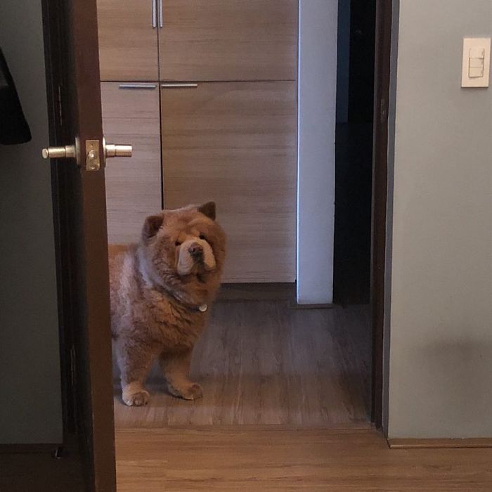 People Do Not Know How To Deal With The Dog "Teddy Bear" That Already Has 430 Thousand Followers