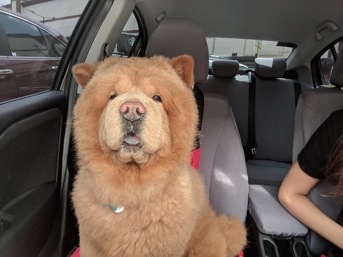 People Do Not Know How To Deal With The Dog "Teddy Bear" That Already Has 430 Thousand Followers