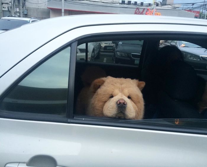 People Do Not Know How To Deal With The Dog "Teddy Bear" That Already Has 430 Thousand Followers