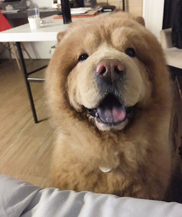 People Do Not Know How To Deal With The Dog "Teddy Bear" That Already Has 430 Thousand Followers