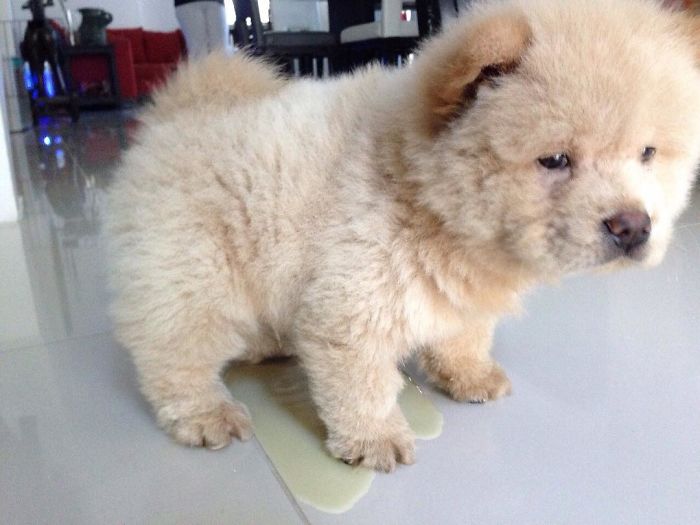 People Do Not Know How To Deal With The Dog "Teddy Bear" That Already Has 430 Thousand Followers