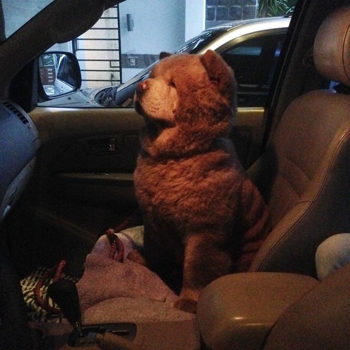 People Do Not Know How To Deal With The Dog "Teddy Bear" That Already Has 430 Thousand Followers