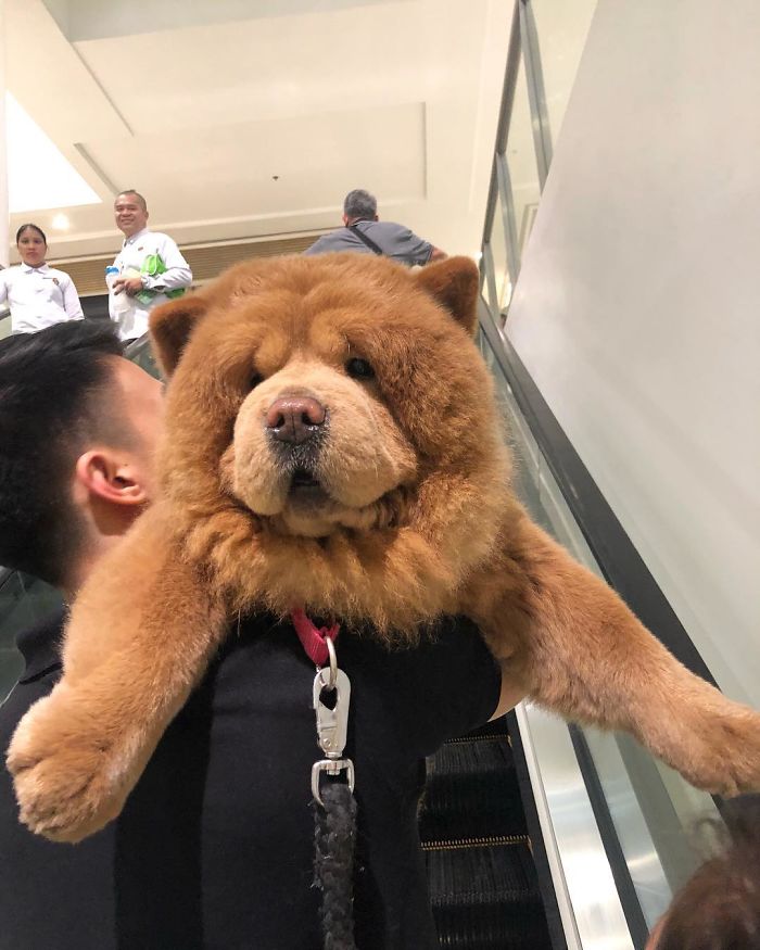 People Do Not Know How To Deal With The Dog "Teddy Bear" That Already Has 430 Thousand Followers