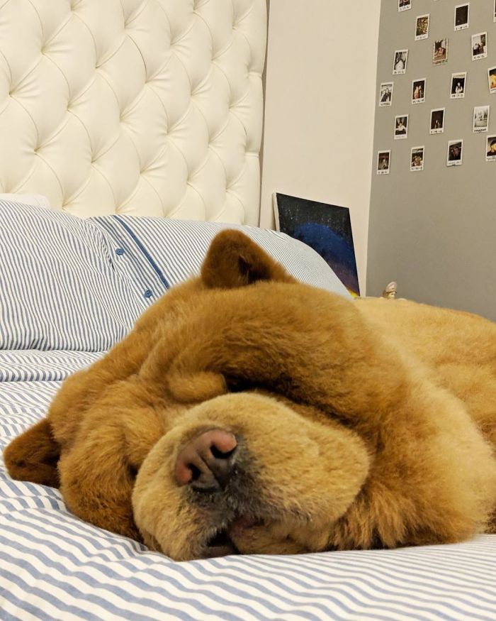 People Do Not Know How To Deal With The Dog "Teddy Bear" That Already Has 430 Thousand Followers