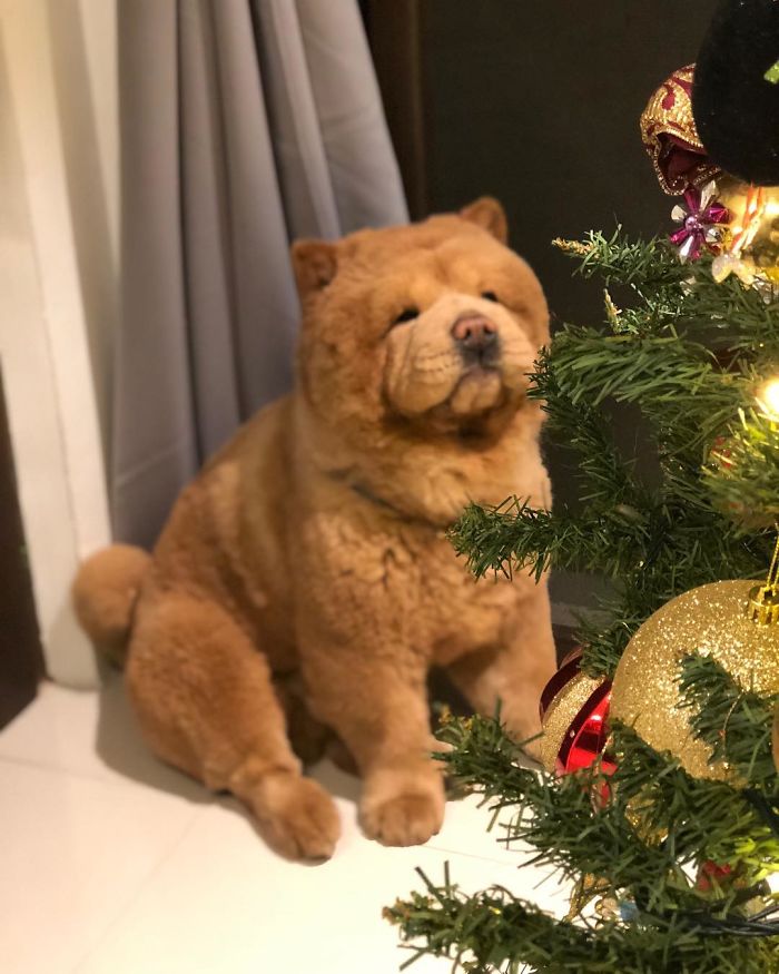 People Do Not Know How To Deal With The Dog "Teddy Bear" That Already Has 430 Thousand Followers
