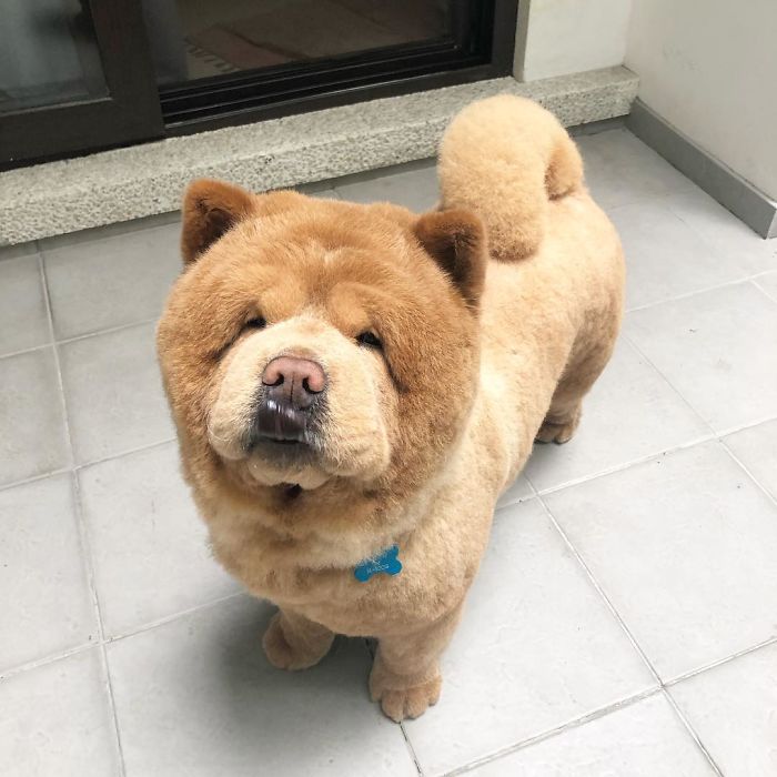 People Do Not Know How To Deal With The Dog "Teddy Bear" That Already Has 430 Thousand Followers