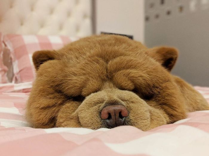 People Do Not Know How To Deal With The Dog "Teddy Bear" That Already Has 430 Thousand Followers