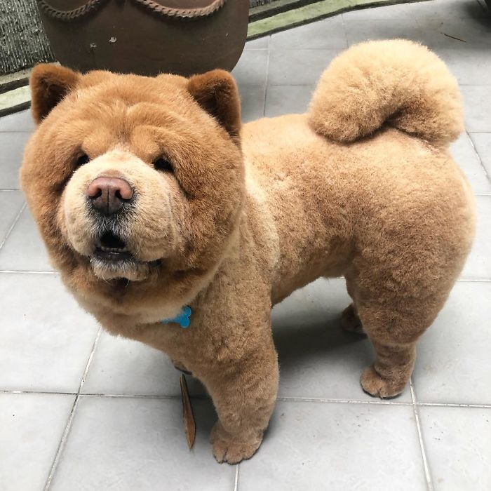 People Do Not Know How To Deal With The Dog "Teddy Bear" That Already Has 430 Thousand Followers