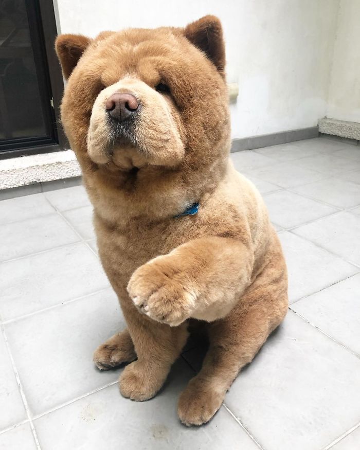 People Do Not Know How To Deal With The Dog "Teddy Bear" That Already Has 430 Thousand Followers