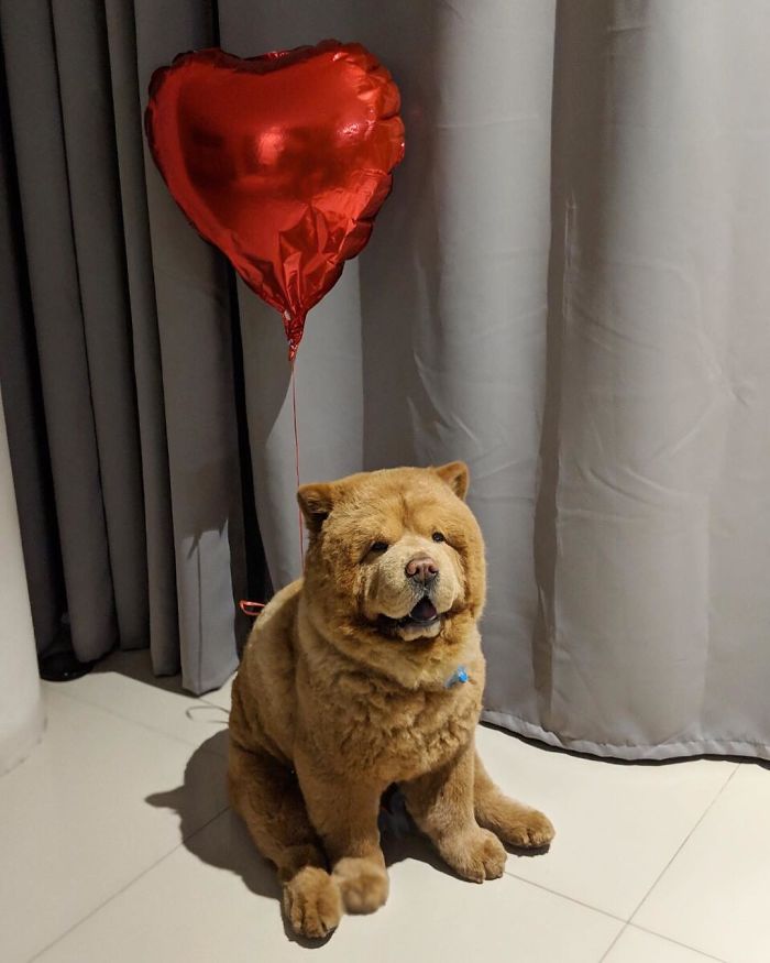 People Do Not Know How To Deal With The Dog "Teddy Bear" That Already Has 430 Thousand Followers