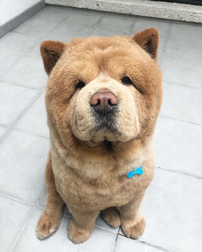 People Do Not Know How To Deal With The Dog "Teddy Bear" That Already Has 430 Thousand Followers