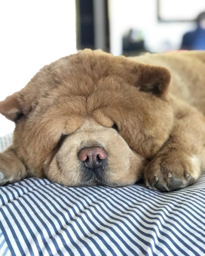 People Do Not Know How To Deal With The Dog "Teddy Bear" That Already Has 430 Thousand Followers