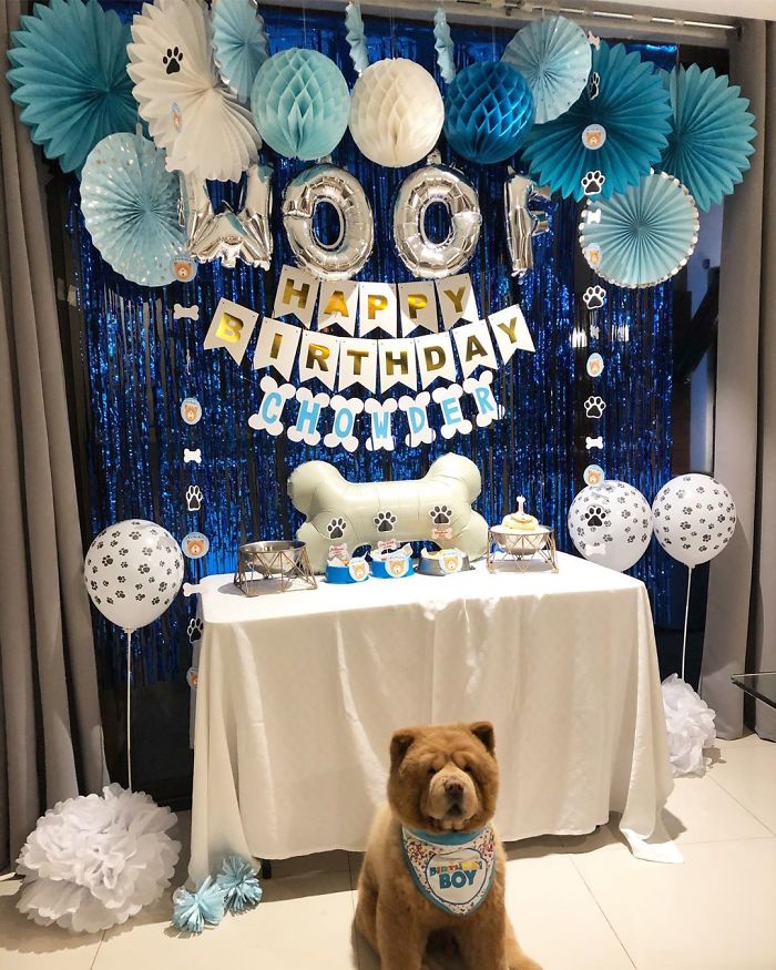 People Do Not Know How To Deal With The Dog "Teddy Bear" That Already Has 430 Thousand Followers