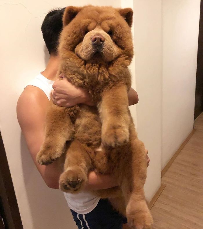 People Do Not Know How To Deal With The Dog "Teddy Bear" That Already Has 430 Thousand Followers