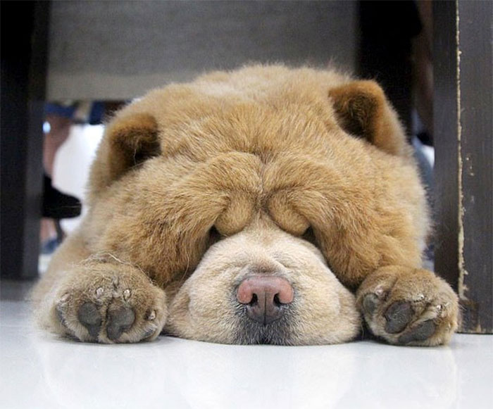 People Do Not Know How To Deal With The Dog "Teddy Bear" That Already Has 430 Thousand Followers