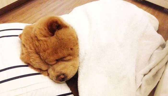 People Do Not Know How To Deal With The Dog "Teddy Bear" That Already Has 430 Thousand Followers