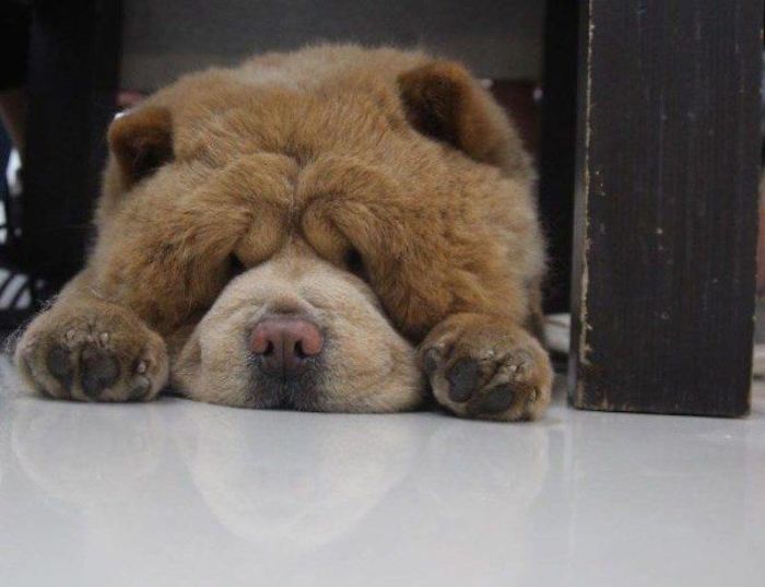 People Do Not Know How To Deal With The Dog "Teddy Bear" That Already Has 430 Thousand Followers